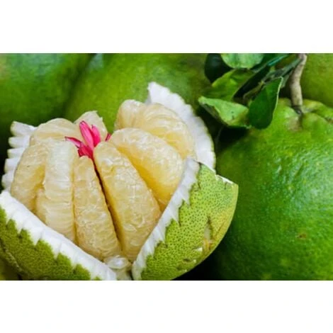 Pomelo Pummelo "Citrus Maxima" Pianta Adulta In Fitocella Agrumi Di Sicilia 1 Pomelo Pummelo "Citrus Maxima" Pianta Adulta In Fitocella Agrumi Di Sicilia