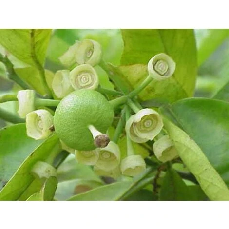 Pomelo Pummelo "Citrus Maxima" Pianta Adulta In Fitocella Agrumi Di Sicilia 2 Pomelo Pummelo "Citrus Maxima" Pianta Adulta In Fitocella Agrumi Di Sicilia - immagine 2