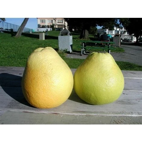 Pomelo Pummelo "Citrus Maxima" Pianta Adulta In Fitocella Agrumi Di Sicilia 3 Pomelo Pummelo "Citrus Maxima" Pianta Adulta In Fitocella Agrumi Di Sicilia - immagine 3