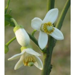 Pomelo Pummelo "Citrus Maxima" Pianta Adulta In Fitocella Agrumi Di Sicilia 9 Pomelo Pummelo "Citrus Maxima" Pianta Adulta In Fitocella Agrumi Di Sicilia -Vendite ATMOSPHERA 19186070 5