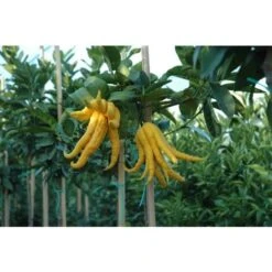 Limone "Mano Di Buddha" Cedro Agrumi Di Sicilia Pianta H. 130/160 Cm -Vendite ATMOSPHERA 19806143 3