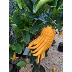 Limone "Mano Di Buddha" Cedro Agrumi Di Sicilia Pianta H. 130/160 Cm -Vendite ATMOSPHERA 19806143 4