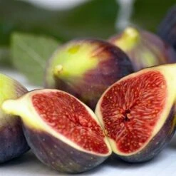 Fico "Ficus Carica Brown Turkey" Pianta In Vaso 12 Cm 5 Fico "Ficus Carica Brown Turkey" Pianta In Vaso 12 Cm -Vendite ATMOSPHERA 19999157 3