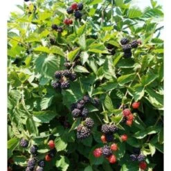 Mora "Rubus Fruticosus" Frutti Di Bosco Pianta In Vaso H. 60/80 Cm Con Canna -Vendite ATMOSPHERA 20040289 3