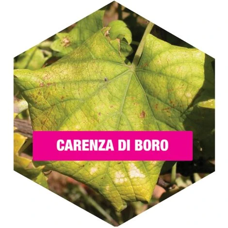 Concime BIO Alt Microcarenze Flortis 100 Gr 2 Concime BIO Alt Microcarenze Flortis 100 Gr - immagine 2