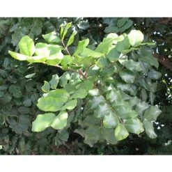 Carrubo "Ceratonia Siliqua" Pianta Da Frutto In Vaso 9 Cm 7 Carrubo "Ceratonia Siliqua" Pianta Da Frutto In Vaso 9 Cm -Vendite ATMOSPHERA 20358145 3