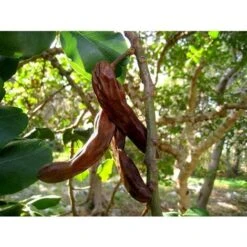 Carrubo "Ceratonia Siliqua" Pianta Da Frutto In Vaso 9 Cm 8 Carrubo "Ceratonia Siliqua" Pianta Da Frutto In Vaso 9 Cm -Vendite ATMOSPHERA 20358145 4