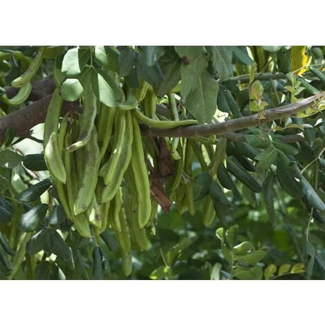 Carrubo "Ceratonia Siliqua" Pianta Da Frutto In Vaso 9 Cm 5 Carrubo "Ceratonia Siliqua" Pianta Da Frutto In Vaso 9 Cm - immagine 5