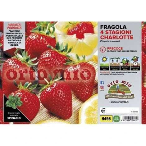 Fragola Rifiorente &8220Charlotte&8221 - Plateaux Da 6 1 Fragola Rifiorente &8220Charlotte&8221 - Plateaux Da 6