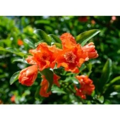 Melograno Da Frutto "Punica Granatum Wonderful" Pianta In Vaso H. 150 Cm -Vendite ATMOSPHERA 23854455 3