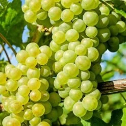 Uva Da Tavola Bianca "Italia"