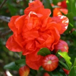 Melograno Da Frutto "Punica Granatum Wonderful" Pianta In Vaso H. 50/70 Cm -Vendite ATMOSPHERA 26589437 3