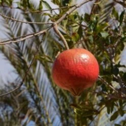 Melograno Da Frutto "Punica Granatum Wonderful" Pianta In Vaso H. 50/70 Cm -Vendite ATMOSPHERA 26589437 5