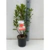 Corbezzolo "Arbutus Unedo" Pianta In Vaso 18 Cm