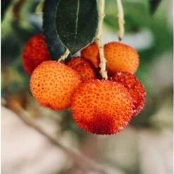 Corbezzolo "Arbutus Unedo" Pianta In Vaso 18 Cm -Vendite ATMOSPHERA 27242503 5