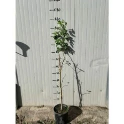 Pianta Di Laburnum Anagyroides Maggiociondolo H 150cm -Vendite ATMOSPHERA 27363135 3