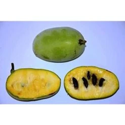 PIANTA DI ASIMINA TRILOBA BANANO DI MONTAGNA Foto Reali -Vendite ATMOSPHERA 27363150 3