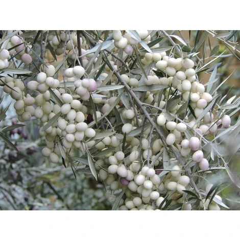 Pianta Di Ulivo Leucocarpa (Olive Bianche) Certificata Foto Reali 2 Pianta Di Ulivo Leucocarpa (Olive Bianche) Certificata Foto Reali - immagine 2