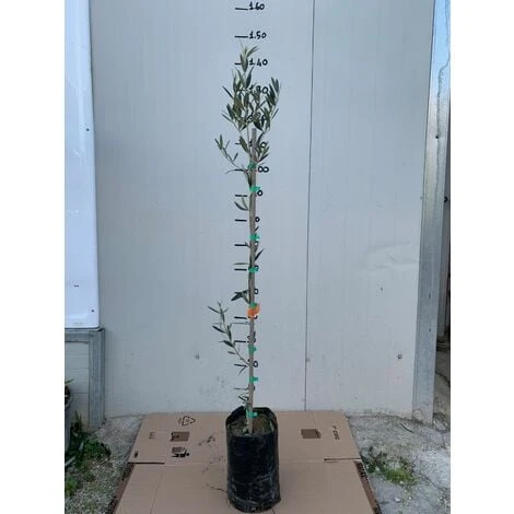 Pianta Di Ulivo Leucocarpa (Olive Bianche) Certificata Foto Reali 3 Pianta Di Ulivo Leucocarpa (Olive Bianche) Certificata Foto Reali - immagine 3