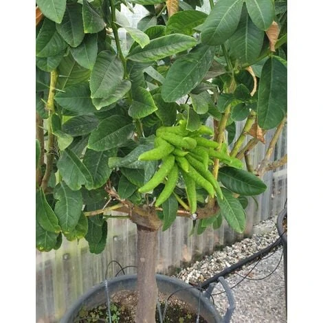 Limone "Mano Di Buddha" Cedro Agrumi Di Sicilia Esemplare Unico Pianta In Mastello 50 Cm FOTO REALI 1 Limone "Mano Di Buddha" Cedro Agrumi Di Sicilia Esemplare Unico Pianta In Mastello 50 Cm FOTO REALI