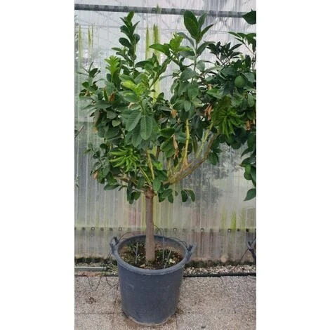 Limone "Mano Di Buddha" Cedro Agrumi Di Sicilia Esemplare Unico Pianta In Mastello 50 Cm FOTO REALI 2 Limone "Mano Di Buddha" Cedro Agrumi Di Sicilia Esemplare Unico Pianta In Mastello 50 Cm FOTO REALI - immagine 2