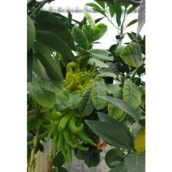 Limone "Mano Di Buddha" Cedro Agrumi Di Sicilia Esemplare Unico Pianta In Mastello 50 Cm FOTO REALI 6 Limone "Mano Di Buddha" Cedro Agrumi Di Sicilia Esemplare Unico Pianta In Mastello 50 Cm FOTO REALI -Vendite ATMOSPHERA 28385036 3