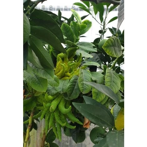 Limone "Mano Di Buddha" Cedro Agrumi Di Sicilia Esemplare Unico Pianta In Mastello 50 Cm FOTO REALI 3 Limone "Mano Di Buddha" Cedro Agrumi Di Sicilia Esemplare Unico Pianta In Mastello 50 Cm FOTO REALI - immagine 3