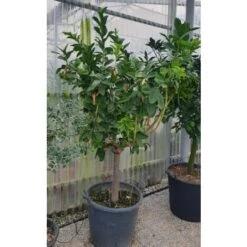 Limone "Mano Di Buddha" Cedro Agrumi Di Sicilia Esemplare Unico Pianta In Mastello 50 Cm FOTO REALI 7 Limone "Mano Di Buddha" Cedro Agrumi Di Sicilia Esemplare Unico Pianta In Mastello 50 Cm FOTO REALI -Vendite ATMOSPHERA 28385036 4