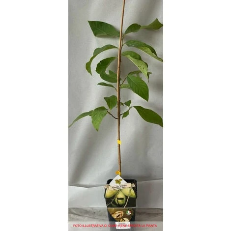 1 PIANTA DI ASIMINA TRILOBA BANANO DI MONTAGNA DEL NORD 2 1 PIANTA DI ASIMINA TRILOBA BANANO DI MONTAGNA DEL NORD - immagine 2