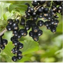 1 PIANTA DI RIBES NERO NOIRE DE BOURGOGNE MATURAZIONE PRECOCE A GIUGNO