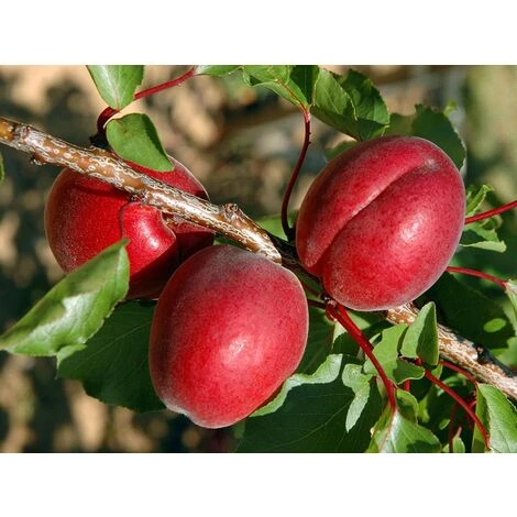 Albicocco RUBISTA 2 Albicocco RUBISTA - immagine 2