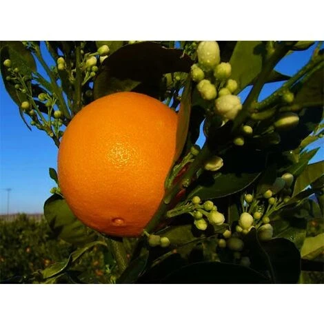 Agrume ARANCIO NOVELLINO O SANGUINELLO 2 Agrume ARANCIO NOVELLINO O SANGUINELLO - immagine 2