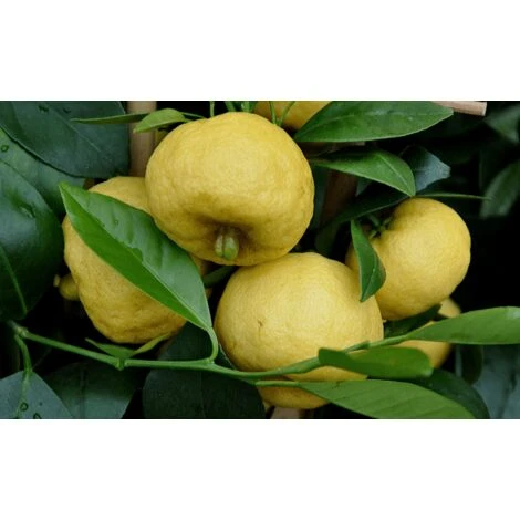 Agrume LIMETTA 2 Agrume LIMETTA - immagine 2