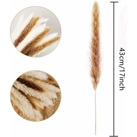 Set Di Erba Di Pampa Essiccata Naturale Per La Decorazione Domestica 20 Pezzi (bianco + Marrone) 5 Set Di Erba Di Pampa Essiccata Naturale Per La Decorazione Domestica 20 Pezzi (bianco + Marrone) - immagine 5