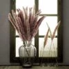 LangRay Pampas Grass 30 Pz Essiccato Pampas Herbs Fiori Secchi Naturali Phragmites Communis Bouquet Fiori Artificiali Per Fai Da Te Cucina Domestica Tavolo Da Matrimonio Composizioni Floreali Vaso Dec