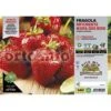 Fragola Rifiorente &8220Mara Des Bois&8221 - Plateaux Da 6