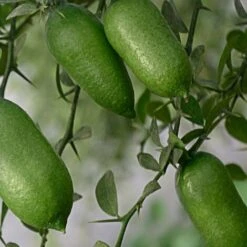 Pianta Albero Di LIMONE CAVIALE ROSSO Finger Lime Vaso 20 H 60/80 Cm FOTO REALE -Vendite ATMOSPHERA 30692183 3