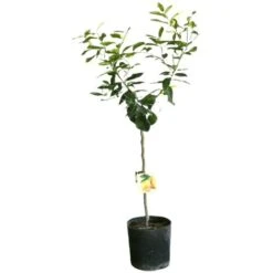 PIANTA Albero LIMONE LUNARIO 4 STAGIONI VASO18CM Agrumi Sicilia H130cm FOTO REAL 5 PIANTA Albero LIMONE LUNARIO 4 STAGIONI VASO18CM Agrumi Sicilia H130cm FOTO REAL -Vendite ATMOSPHERA 30693578 3
