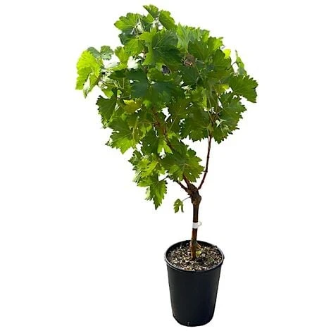 Pianta DI VITE Uva Vigna Da Tavola PIZZUTELLO BIANCO Allungato IN VASO 16 FOTO REALE 2 Pianta DI VITE Uva Vigna Da Tavola PIZZUTELLO BIANCO Allungato IN VASO 16 FOTO REALE - immagine 2