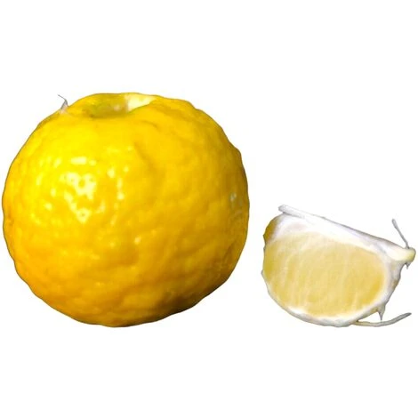 PIANTA Albero LIMETTA DOLCE DI ROMA LIMONE MANDARINO IN VASO 20 CM Agrumi Di Sicilia H100cm FOTO REALE 1 PIANTA Albero LIMETTA DOLCE DI ROMA LIMONE MANDARINO IN VASO 20 CM Agrumi Di Sicilia H100cm FOTO REALE