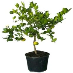 PIANTA Albero LIMETTA DOLCE DI ROMA LIMONE MANDARINO IN VASO 20 CM Agrumi Di Sicilia H100cm FOTO REALE 5 PIANTA Albero LIMETTA DOLCE DI ROMA LIMONE MANDARINO IN VASO 20 CM Agrumi Di Sicilia H100cm FOTO REALE -Vendite ATMOSPHERA 30694590 3