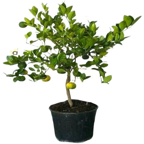 PIANTA Albero LIMETTA DOLCE DI ROMA LIMONE MANDARINO IN VASO 20 CM Agrumi Di Sicilia H100cm FOTO REALE 3 PIANTA Albero LIMETTA DOLCE DI ROMA LIMONE MANDARINO IN VASO 20 CM Agrumi Di Sicilia H100cm FOTO REALE - immagine 3