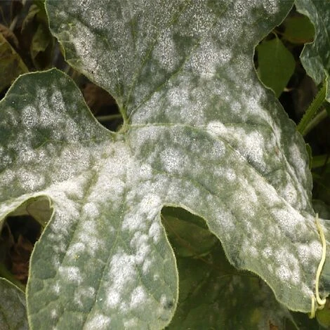 Poltiglia Bordolese Contro Malattie Fungine EUROPOLT Vebi 1 Kg 2 Poltiglia Bordolese Contro Malattie Fungine EUROPOLT Vebi 1 Kg - immagine 2