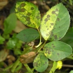 Poltiglia Bordolese Contro Malattie Fungine EUROPOLT Vebi 1 Kg 5 Poltiglia Bordolese Contro Malattie Fungine EUROPOLT Vebi 1 Kg -Vendite ATMOSPHERA 30696265 3