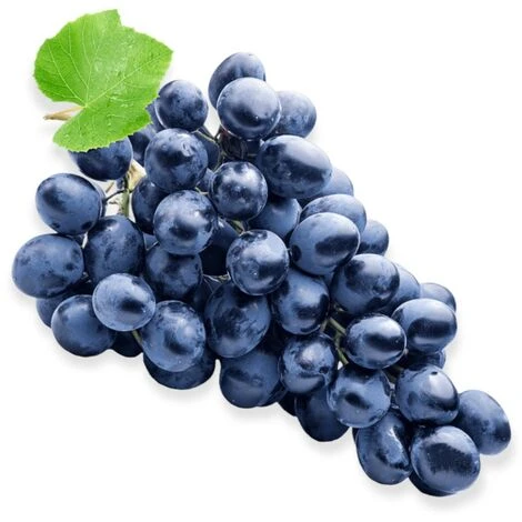 Pianta DI VITE Uva Vigna Da Tavola FRAGOLA NERA IN VASO 16 FOTO REALE AMDGarden 1 Pianta DI VITE Uva Vigna Da Tavola FRAGOLA NERA IN VASO 16 FOTO REALE AMDGarden