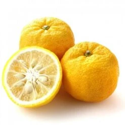 Pianta LIMONE YUZU Citrus Junos Giapponese In Vaso 20 Cm H60/80cm FOTO REALE