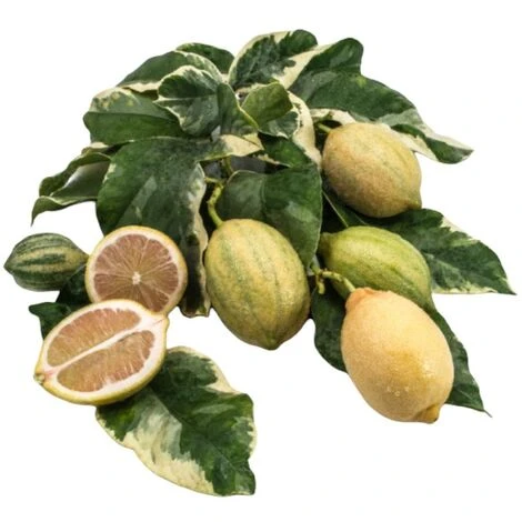 PIANTA Albero LIMONE VARIEGATO VASO20CM Agrumi Di Sicilia H50cm FOTO REALE 1 PIANTA Albero LIMONE VARIEGATO VASO20CM Agrumi Di Sicilia H50cm FOTO REALE