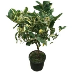 PIANTA Albero LIMONE VARIEGATO VASO20CM Agrumi Di Sicilia H50cm FOTO REALE 5 PIANTA Albero LIMONE VARIEGATO VASO20CM Agrumi Di Sicilia H50cm FOTO REALE -Vendite ATMOSPHERA 30696609 3