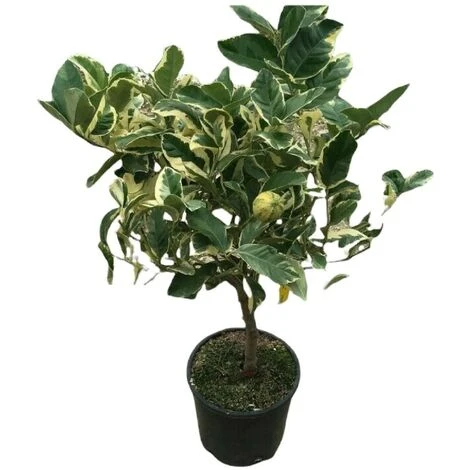PIANTA Albero LIMONE VARIEGATO VASO20CM Agrumi Di Sicilia H50cm FOTO REALE 3 PIANTA Albero LIMONE VARIEGATO VASO20CM Agrumi Di Sicilia H50cm FOTO REALE - immagine 3