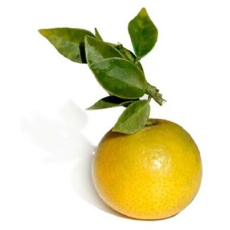 PIANTA Albero DI CHINOTTO VASO 24 CM Agrumi Di Sicilia H 100 Cm FOTO REALE 1 PIANTA Albero DI CHINOTTO VASO 24 CM Agrumi Di Sicilia H 100 Cm FOTO REALE